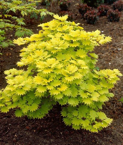 full grown autumn moon japanese maple|golden full moon maple tree.